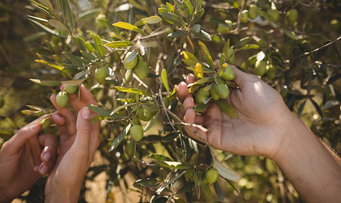 Olio extravergine di oliva della Sabina: raccolta delle olive